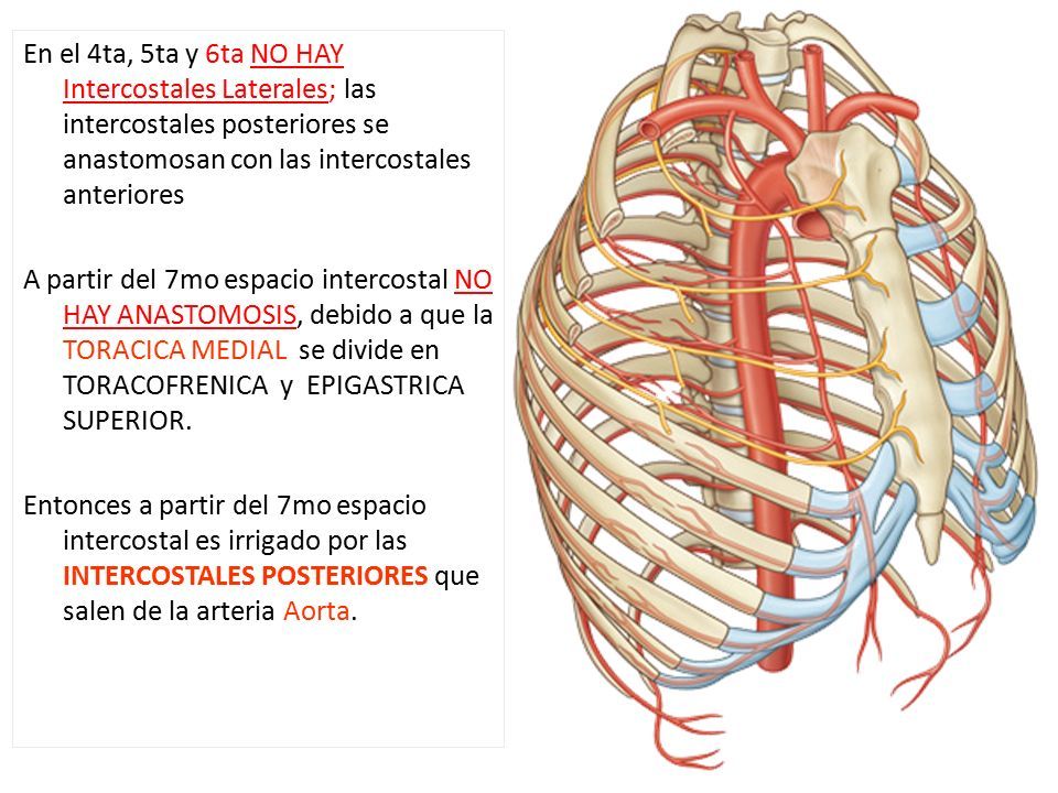 arterias intercostales anteriores