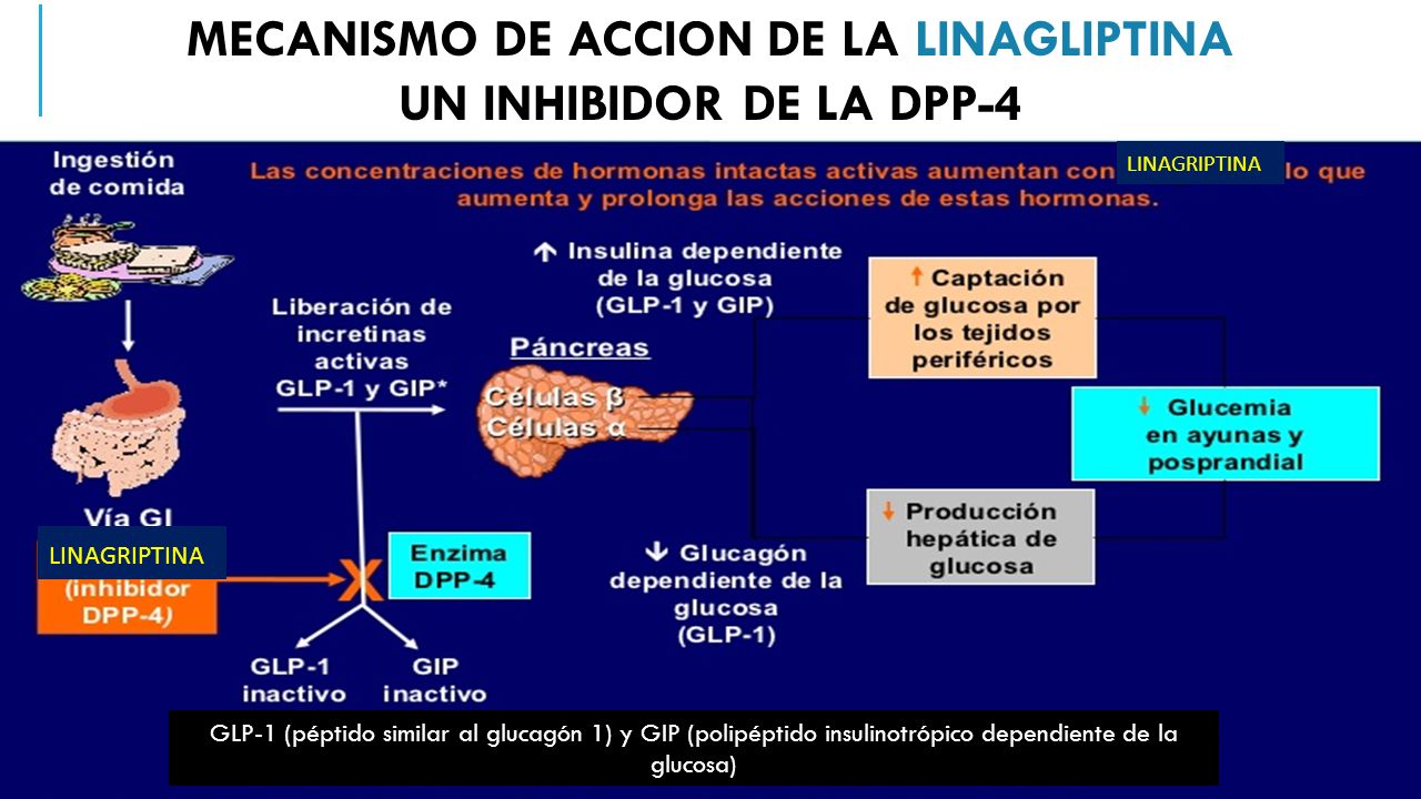 MECANISMO DE ACCIÓN LINAGRIPTINA GLP-1 (péptido similar al glucagón 1) y GIP (polipéptido insulinotrópico dependiente de la glucosa) MECANISMO DE ACCION DE LA LINAGLIPTINA UN INHIBIDOR DE LA DPP-4
