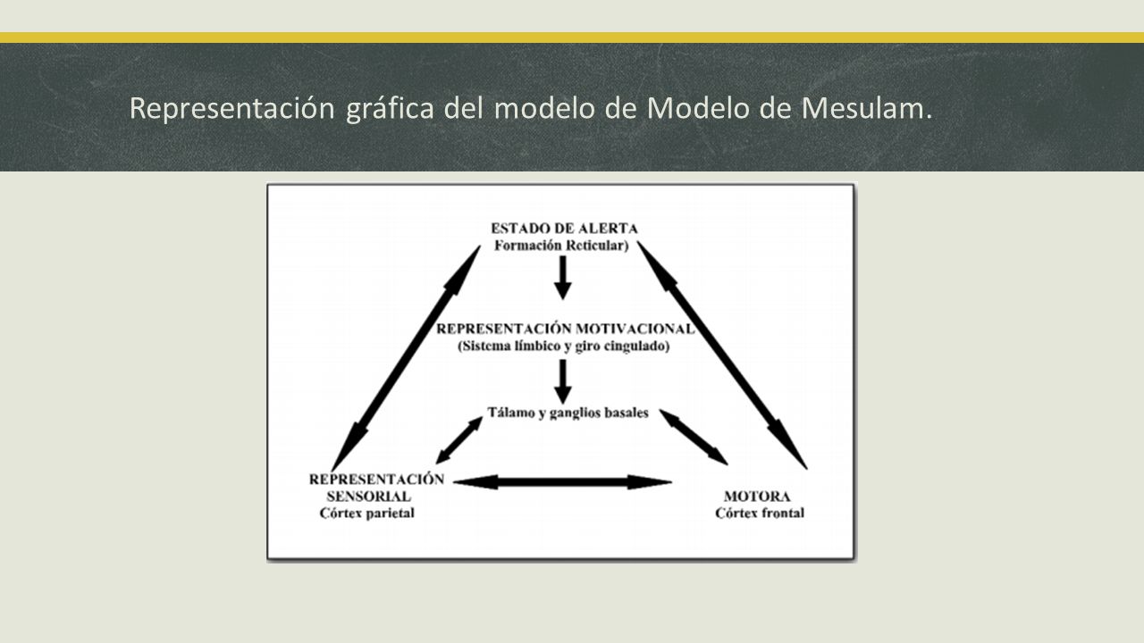 Modelos de atención Milena Estupiñan; Licenciada en Educación Parvularia. -  ppt descargar