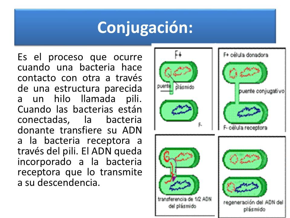 proceso de conjugación bacteriana