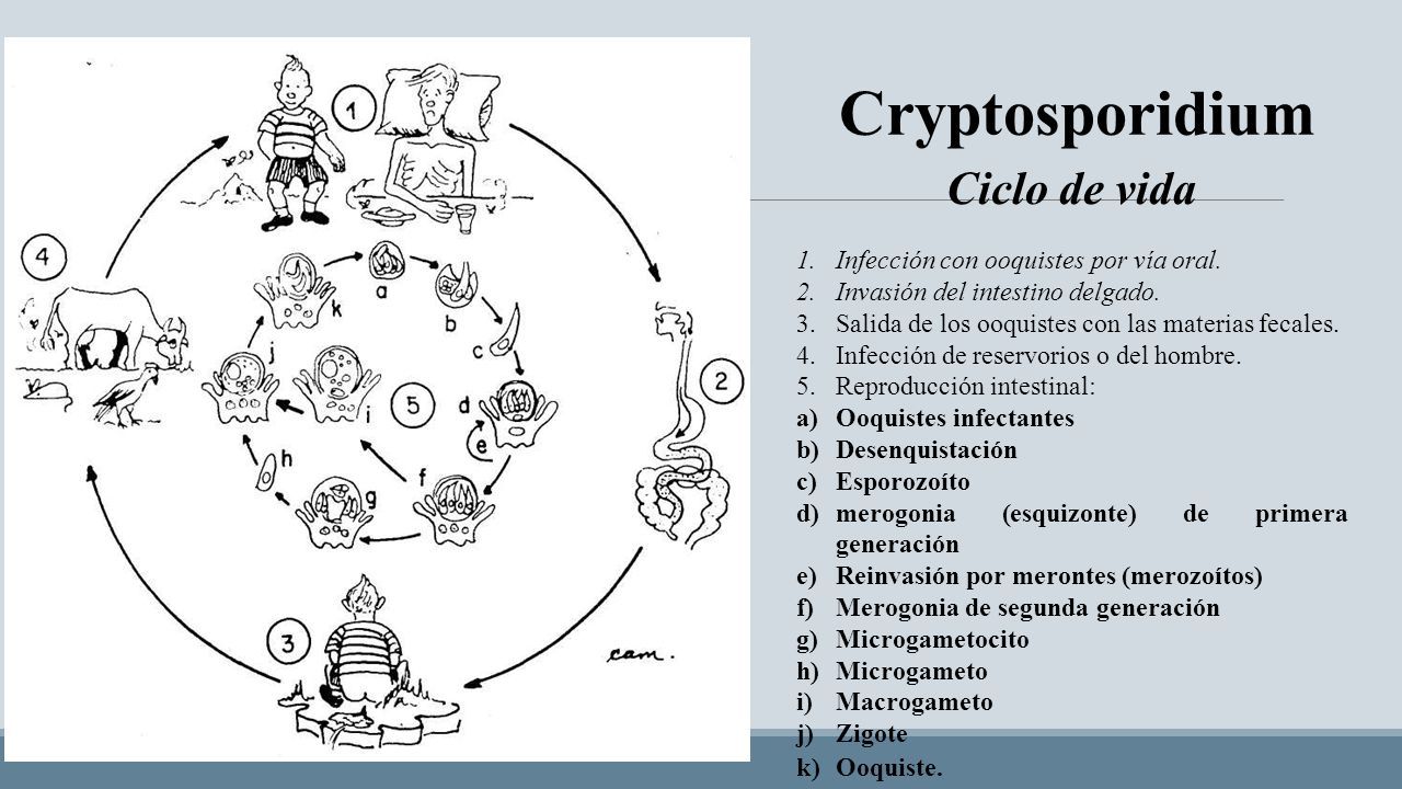 ciclo de vida del criptosporidio