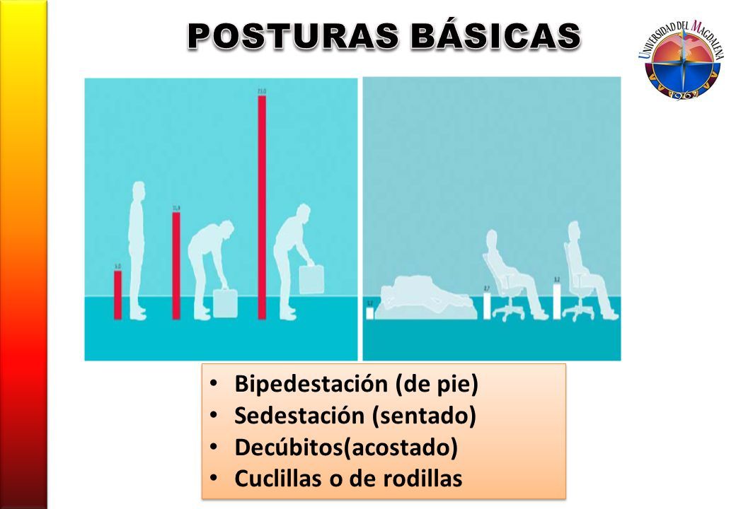 Bipedestación (de pie) Sedestación (sentado) Decúbitos(acostado) Cuclillas o de rodillas Bipedestación (de pie) Sedestación (sentado) Decúbitos(acostado) Cuclillas o de rodillas