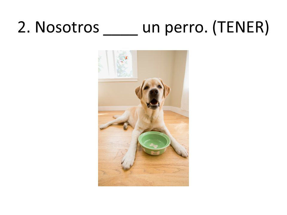 2. Nosotros ____ un perro. (TENER)