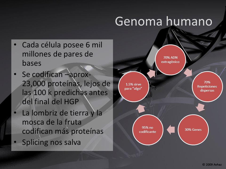 Genoma humano Cada célula posee 6 mil millones de pares de bases Se codifican –aprox- 23,000 proteínas, lejos de las 100 k predichas antes del final del HGP La lombriz de tierra y la mosca de la fruta codifican más proteínas Splicing nos salva 70% ADN extragènico 70% Repeticiones dispersas 30% Genes 95% no codificante 1.5% sirve para algo