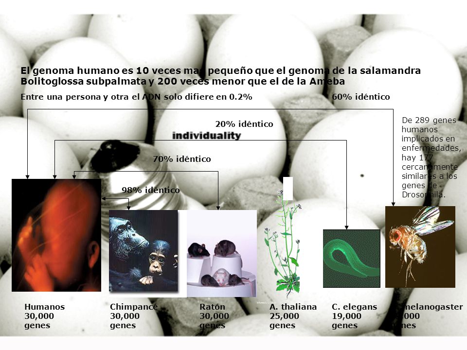 Humanos 30,000 genes Chimpancé 30,000 genes A. thaliana 25,000 genes Ratón 30,000 genes C.