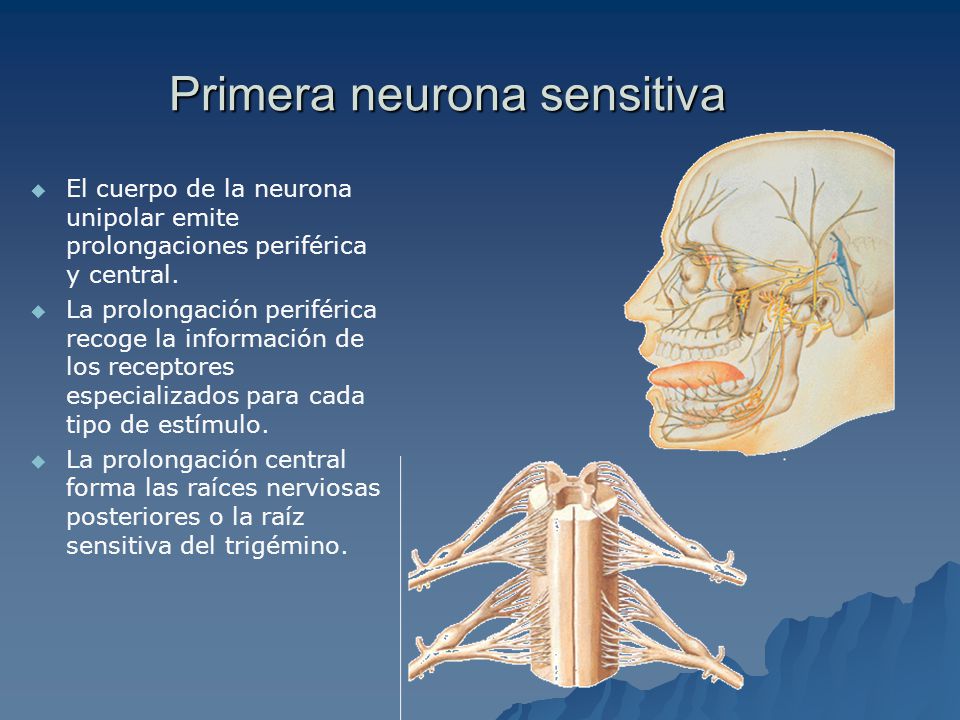 Primera neurona sensitiva El cuerpo de la neurona unipolar emite prolongaciones periférica y central.