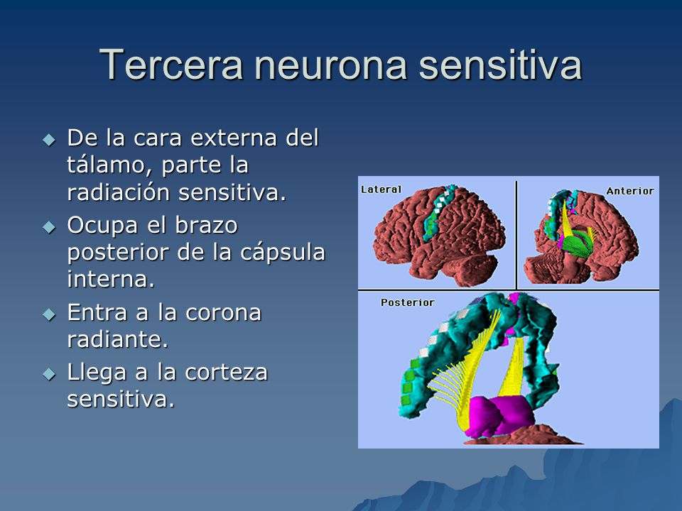 Tercera neurona sensitiva De la cara externa del tálamo, parte la radiación sensitiva.