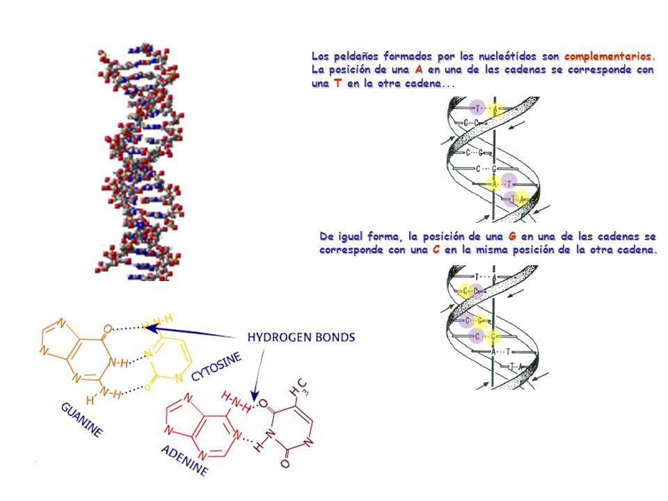 En 1953, James Watson y Francis Crick publicaron el primer modelo  estructural de la molécula de ADN, (Premio Nobel de Medicina en 1962) - ppt  descargar