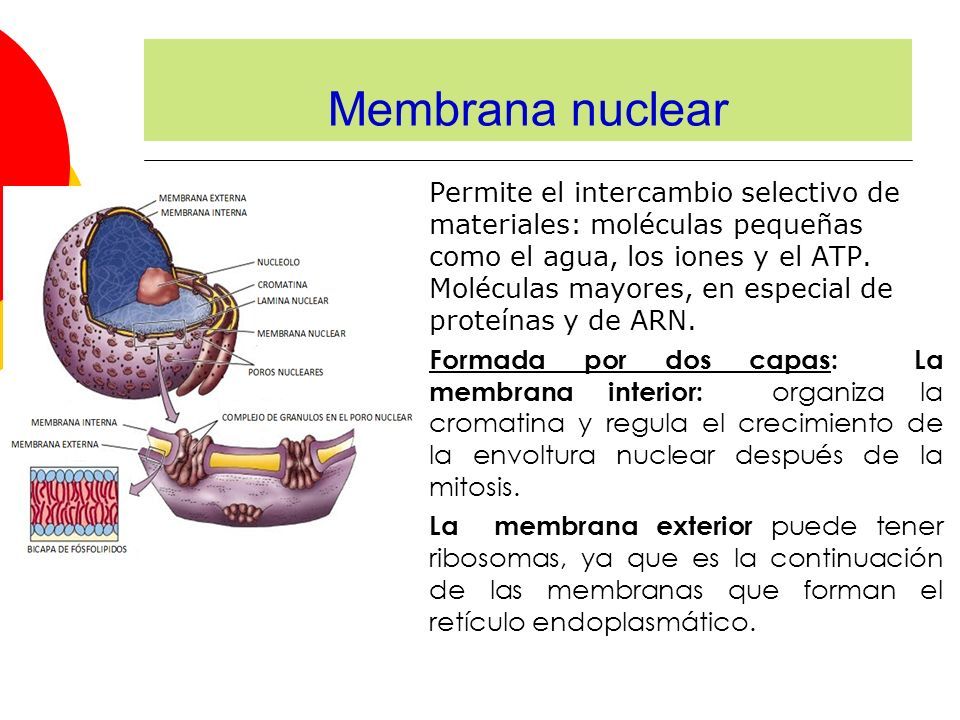EL NÚCLEO CELULAR. El núcleo: centro de control de la célula ...