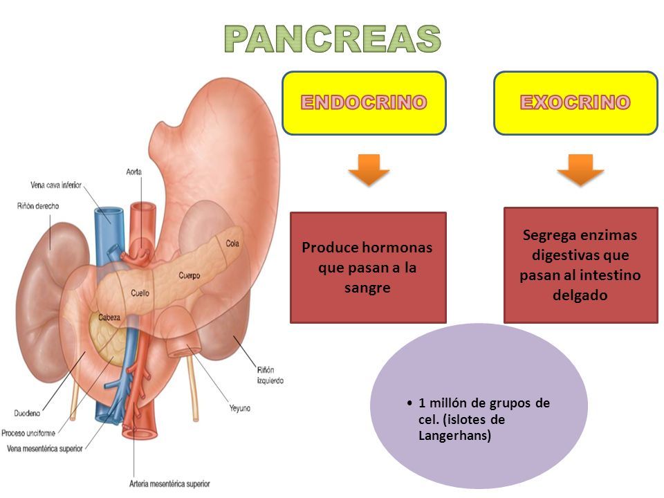 islotes de diabetes de las hormonas de Langerhans islotes de diabetes de las hormonas de Langerhans