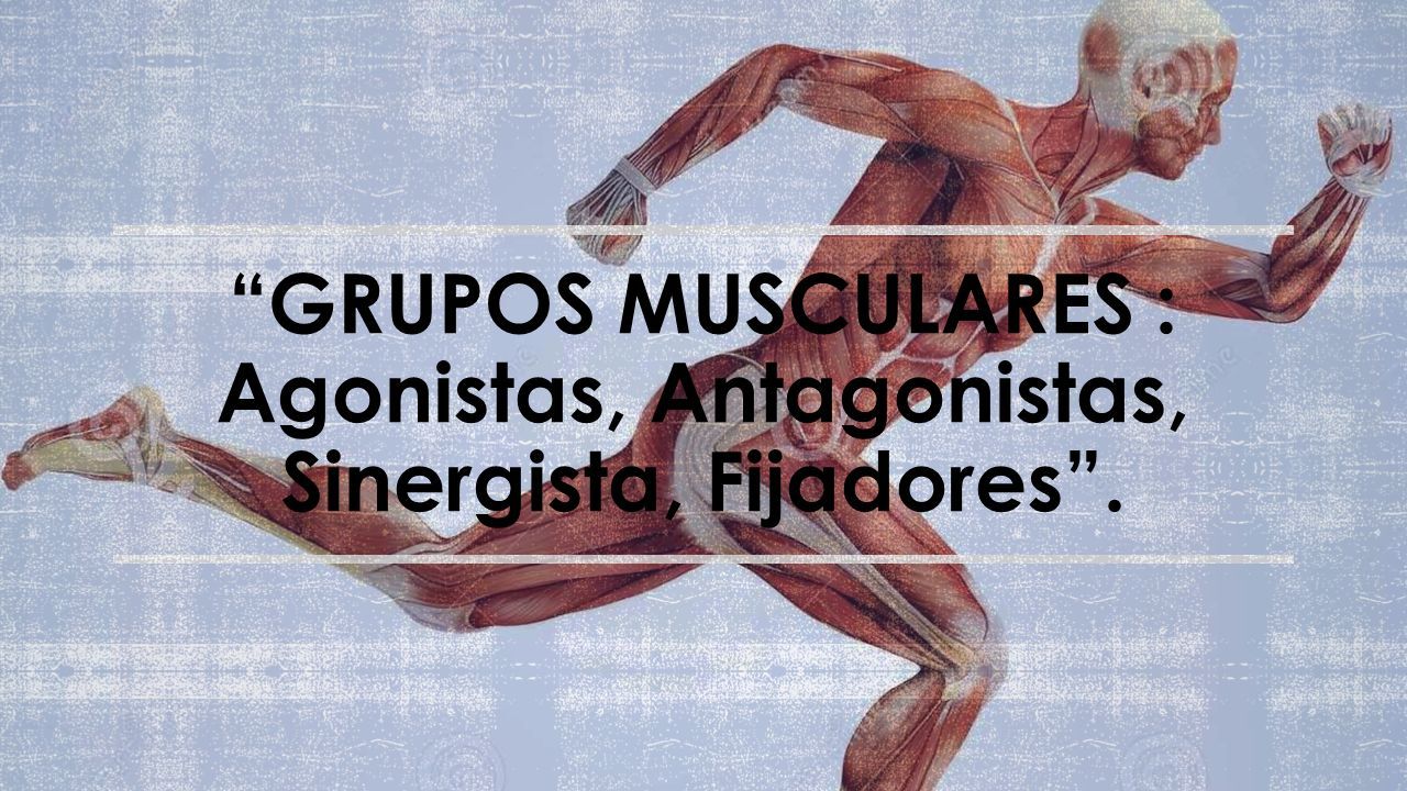 GRUPOS MUSCULARES : Agonistas, Antagonistas, Sinergista, Fijadores .