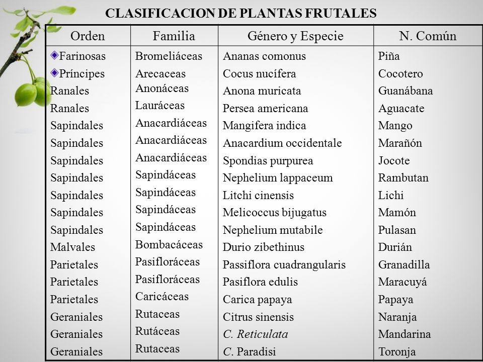 Details 48 clasificación de árboles frutales pdf