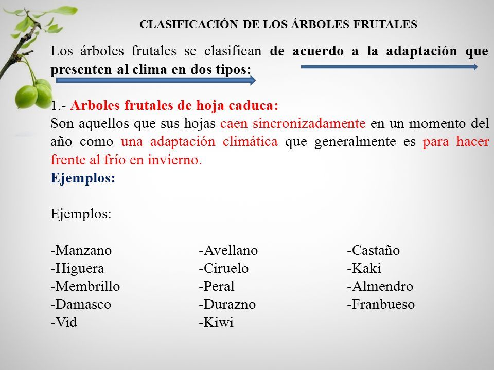 CLASIFICACION DE PLANTAS FRUTALES M.Sc: JORGE ERNESTO GUEVARA. - ppt  descargar