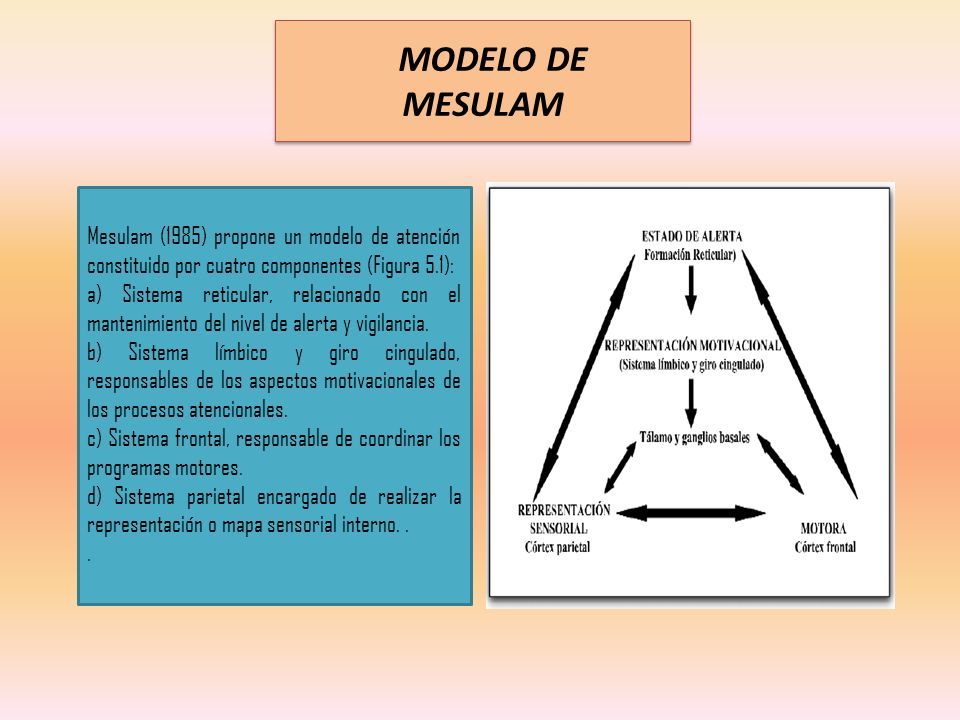 MODELOS DE ATENCIÓN - ppt descargar