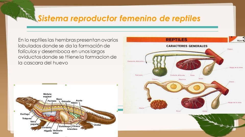 Aparato reproductor femenino Ovogénesis Fecundación interna y externa. -  ppt descargar