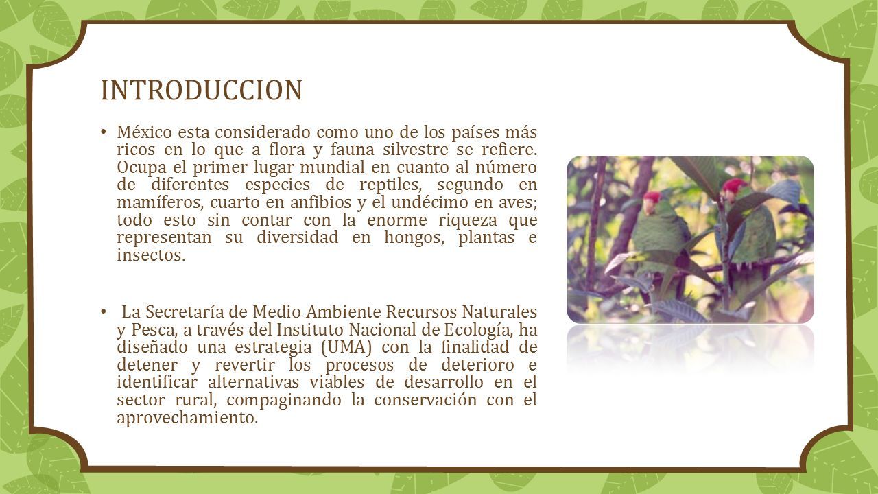 Tema: “MANEJO DE UMAS”. INTRODUCCION México esta considerado como uno de  los países más ricos en lo que a flora y fauna silvestre se refiere. Ocupa  el. - ppt descargar