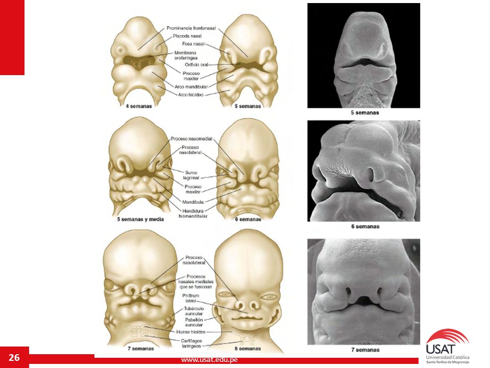 Развитие лицевой области. Эмбриогенез черепа человека. Эмбриональное развитие лица и челюстных костей. Эмбриогенез нижней челюсти.