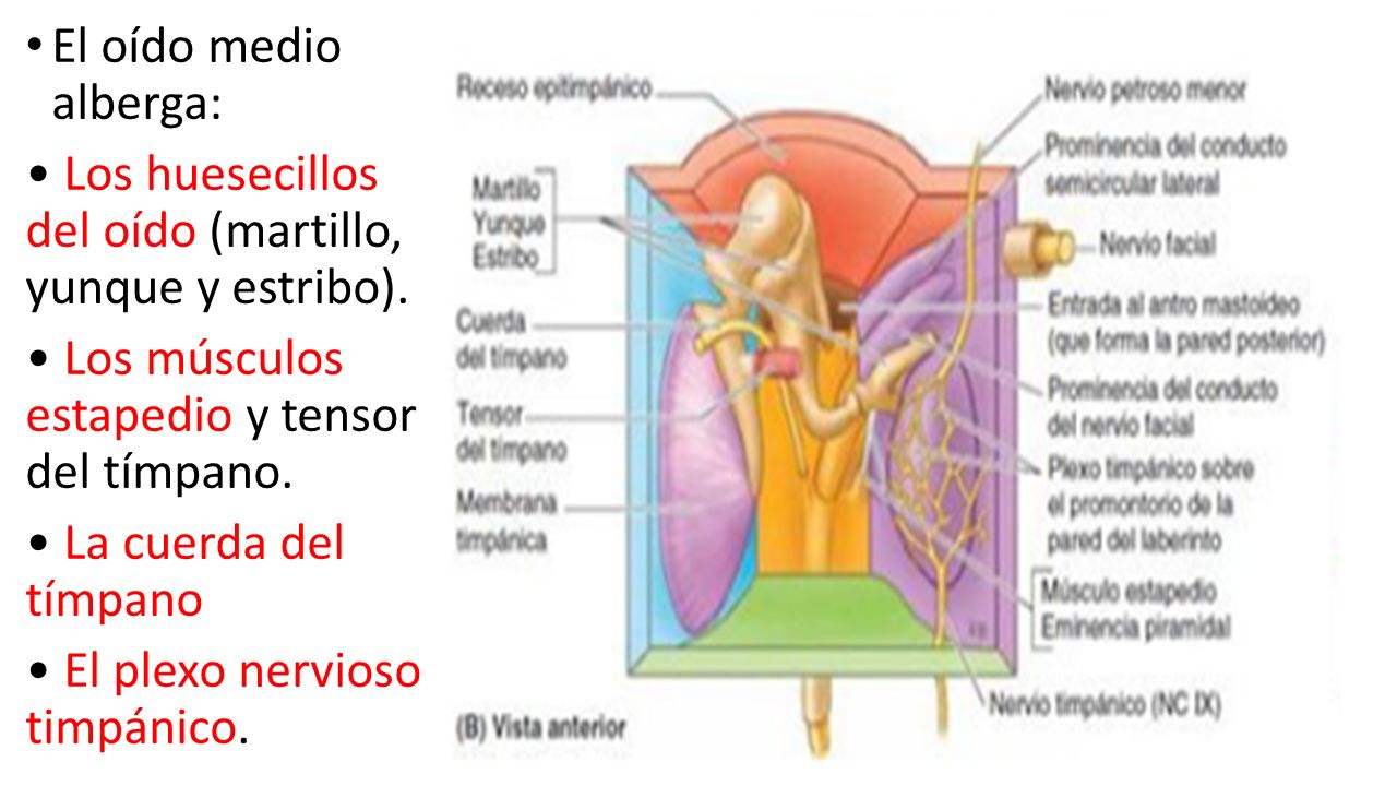 cuerda del tímpano en el oído medio