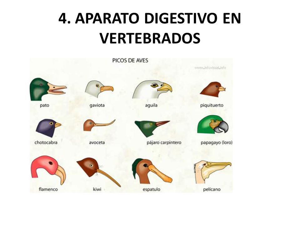 TEMA 9 LA NUTRICIÓN EN LOS ANIMALES VERTEBRADOS. 1. LA NUTRICIÓN EN LOS  ANIMALES Todos los animales son heterótrofos Nutrición: transformación de  los. - ppt descargar