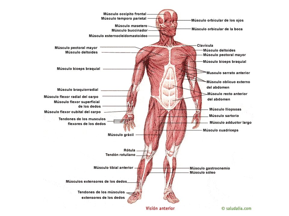 Cuerpo humano articulaciones