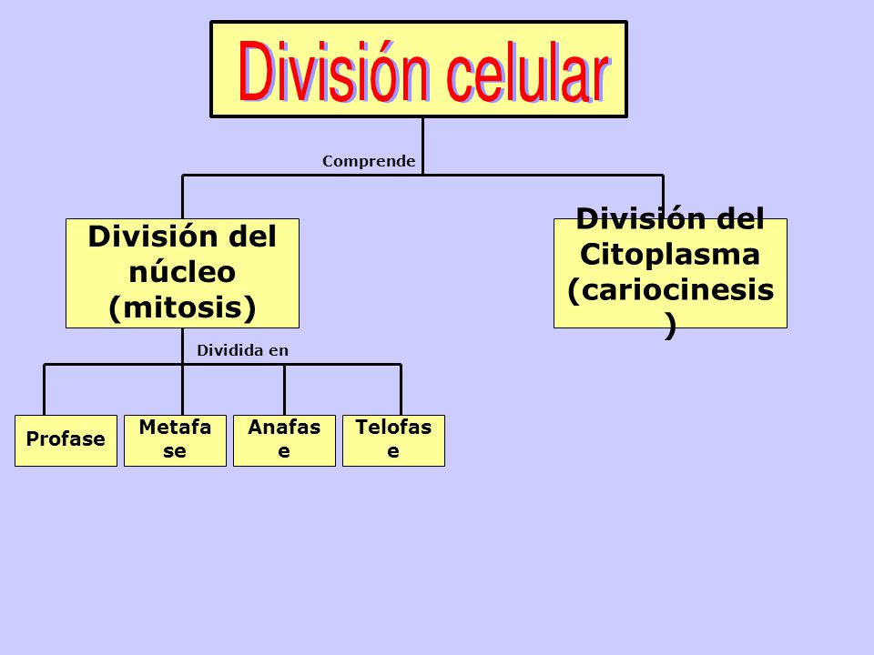 División del núcleo (mitosis) División del Citoplasma (cariocinesis ) Profase Metafa se Anafas e Telofas e Comprende Dividida en