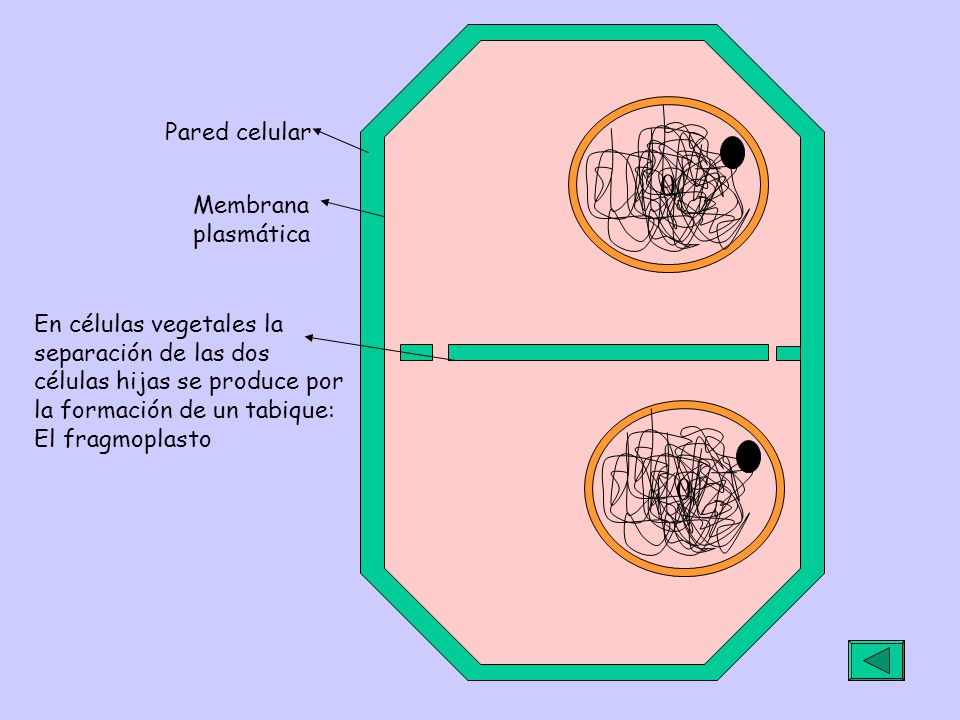 00 En células vegetales la separación de las dos células hijas se produce por la formación de un tabique: El fragmoplasto Pared celular Membrana plasmática