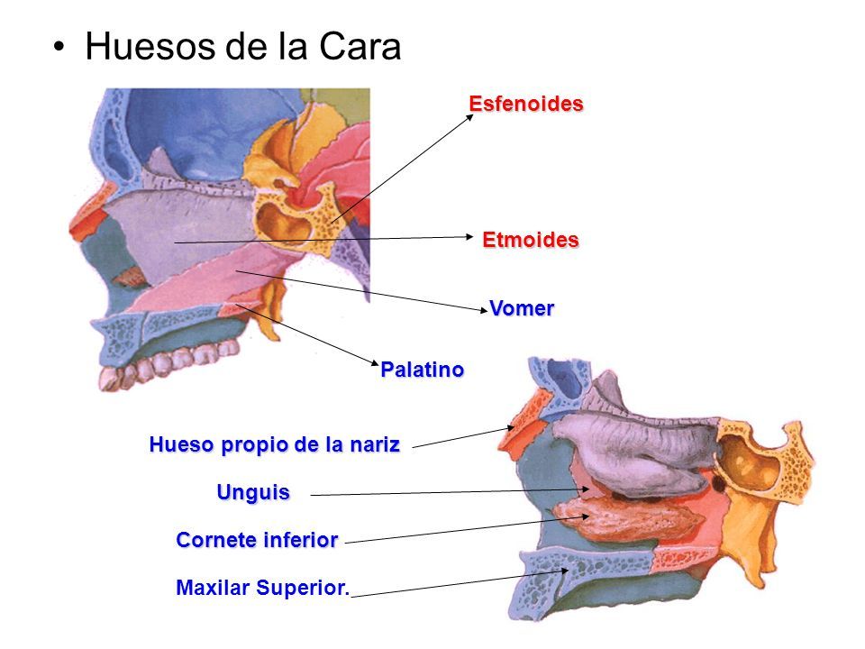 Huesos Del Craneo Frontal Parietal Occipital Temporal Esfenoides Hueso Malar Ppt Descargar