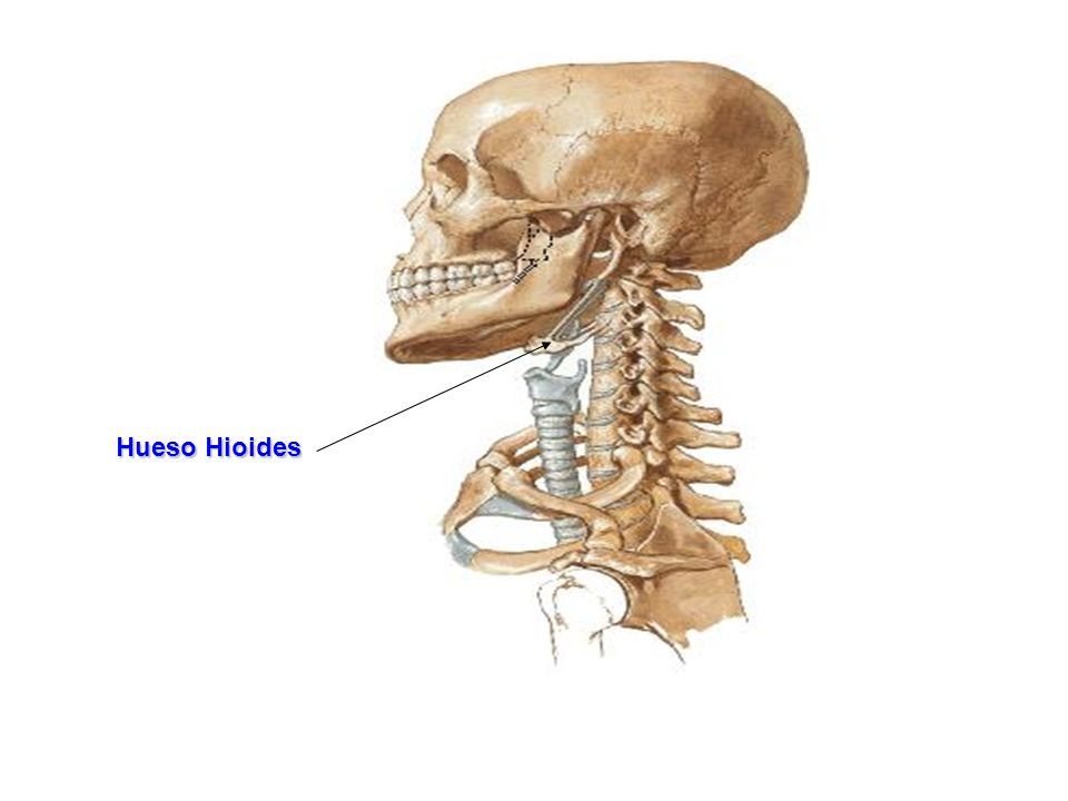 Huesos Del Craneo Frontal Parietal Occipital Temporal Esfenoides Hueso Malar Ppt Descargar