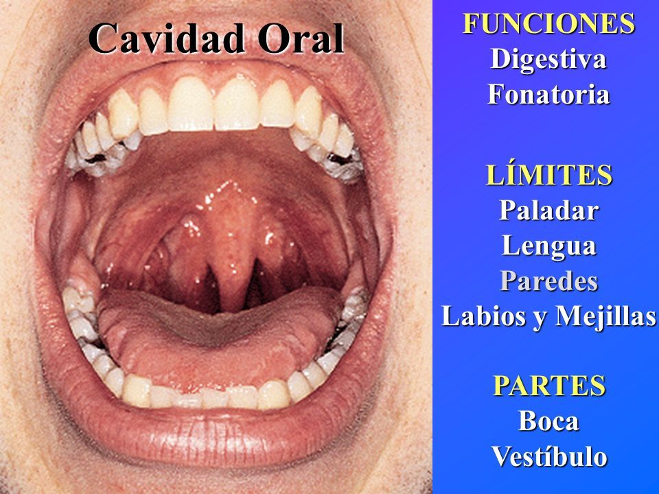 Visceras De Cabeza Y Cuello Aparato Digestivo Cavidad Oral Lengua Y Glandulas Salivares Paladar Y Dientes Faringe Y Esofago Dra Maria Trinidad Herrero Ppt Descargar