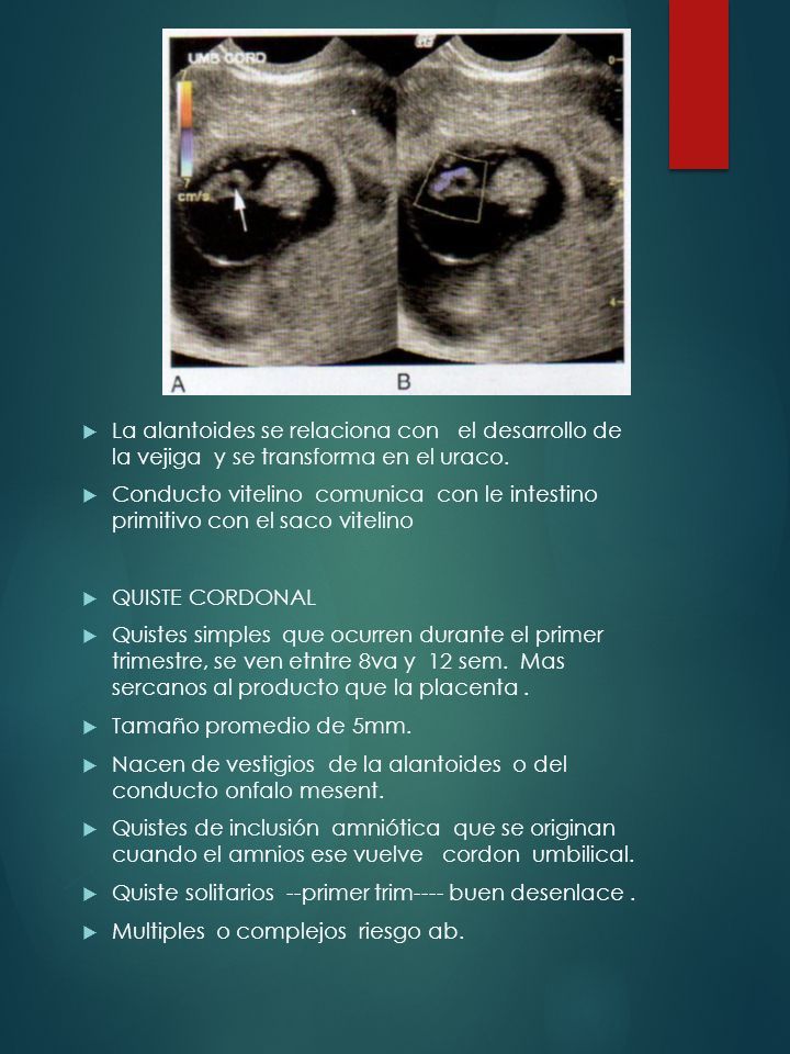 Primer trimestre del embarazo DR. FERNANDO BURGOA RESIDENTE DE ...