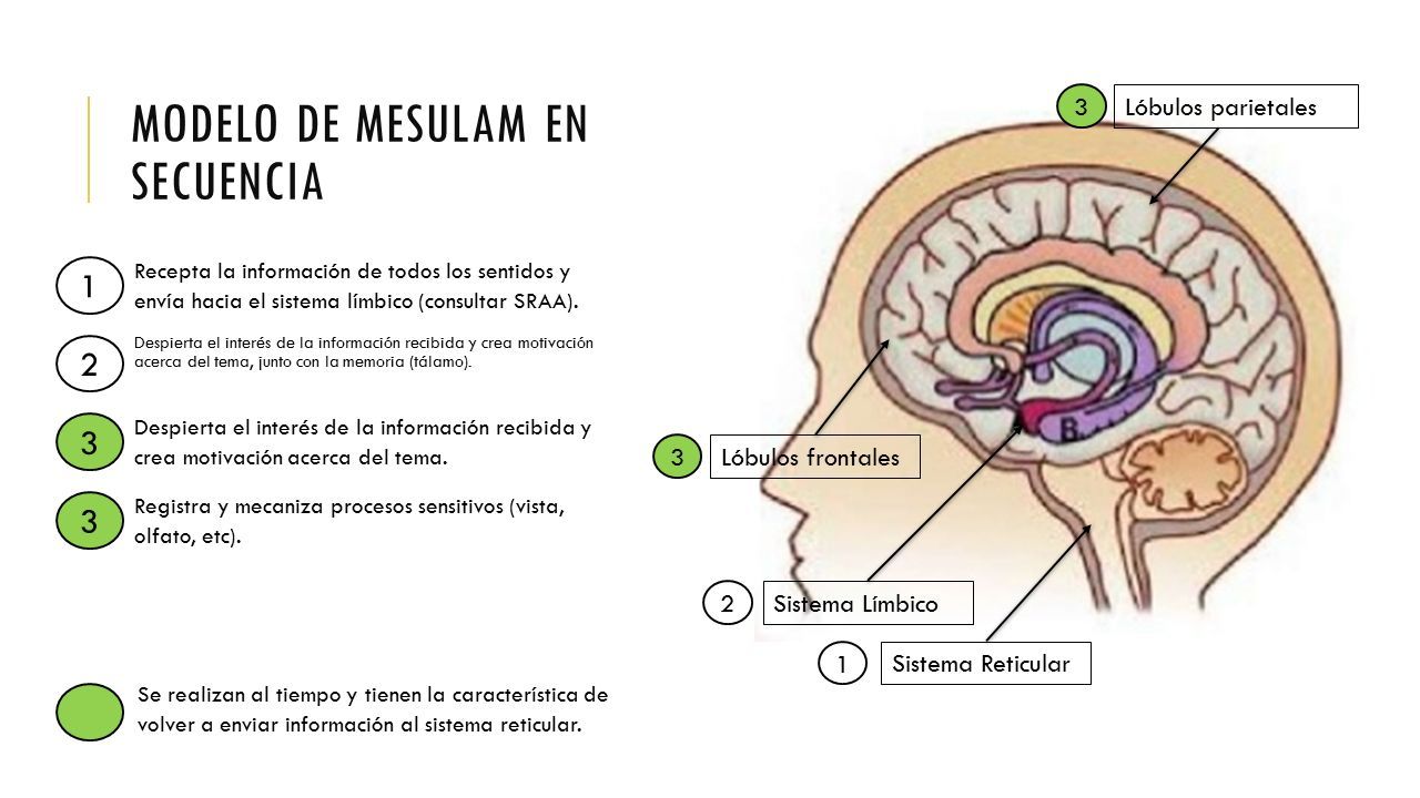 TEMA: MODELOS DE ATENCIÓN Nombre: Pablo Buitrón. ANTES DE TODO, ES  IMPORTANTE QUE SE CONOZCA EL “SISTEMA COGNITIVO” - ppt descargar