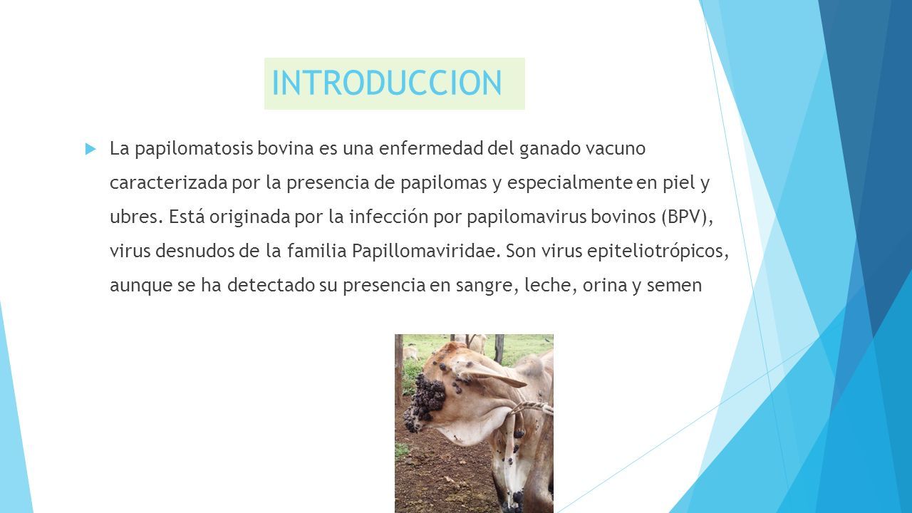 papillomaviridae en bovinos
