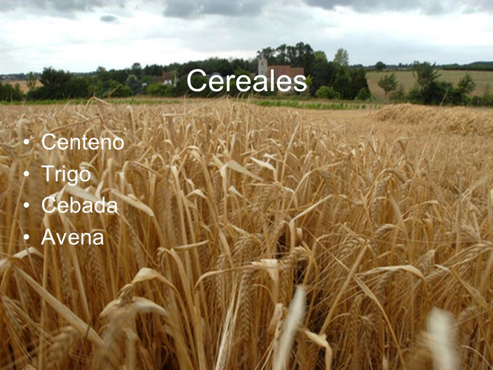 Cereales Centeno Trigo Cebada Avena