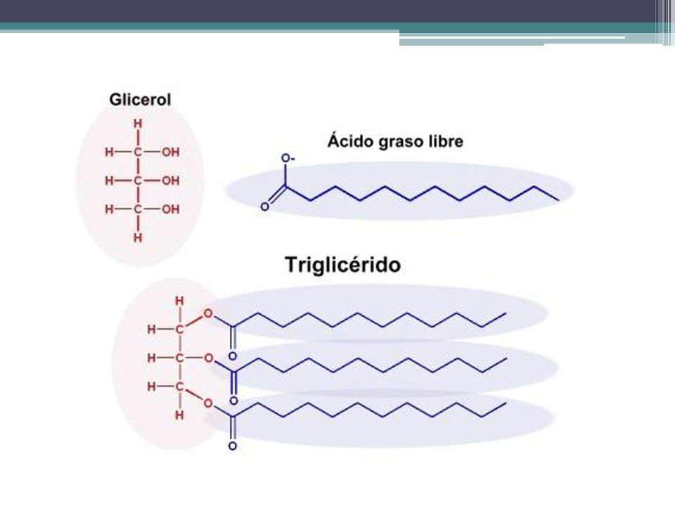 Triacilgliceridos estructura
