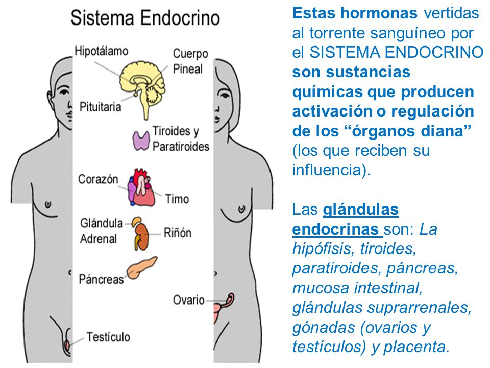 Endocrino especialista en ovarios poliquisticos