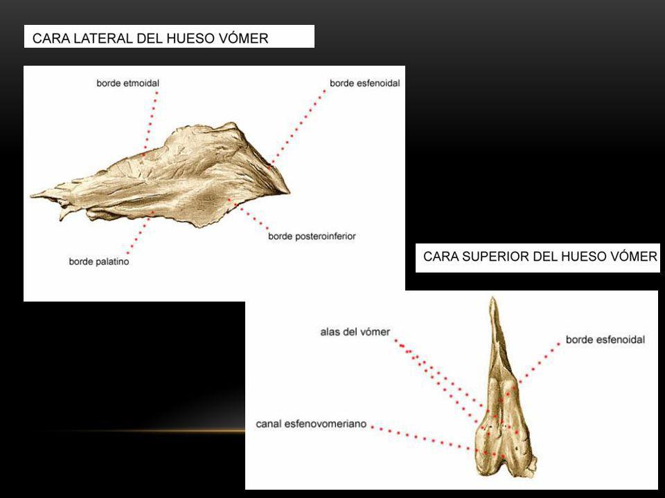 Unidad 1 Generalidades De La Anatomia Humana Y Osteologia Ppt Video Online Descargar