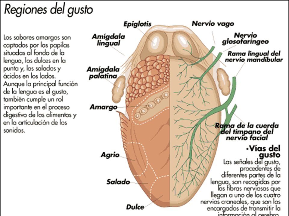 Qué órganos hay en el lado derecho