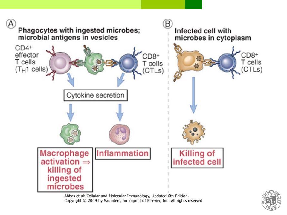 T cell & T cell-mediated immunity. Types of adaptive immune responses ...
