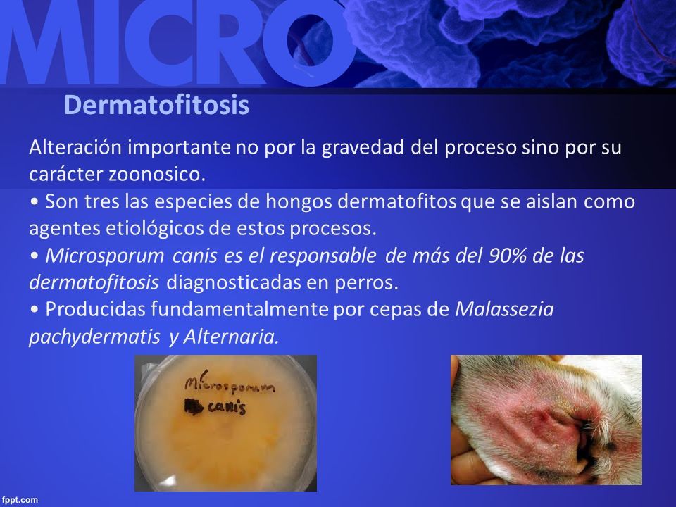 perro microsporum canis