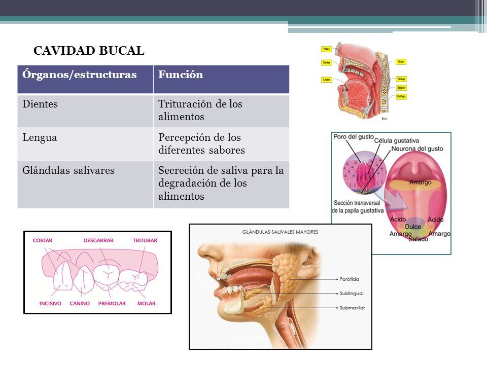 CAVIDAD BUCAL Órganos/estructurasFunción DientesTrituración de los alimentos LenguaPercepción de los diferentes sabores Glándulas salivaresSecreción de saliva para la degradación de los alimentos