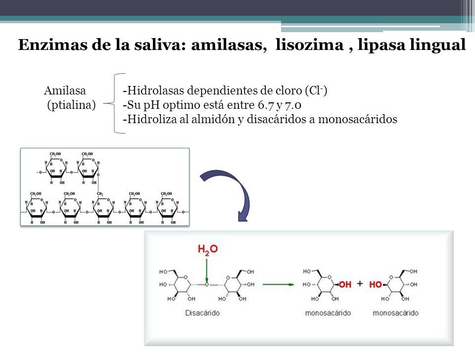 Enzimas de la saliva: amilasas, lisozima, lipasa lingual Amilasa (ptialina) -Hidrolasas dependientes de cloro (Cl - ) -Su pH optimo está entre 6.7 y 7.0 -Hidroliza al almidón y disacáridos a monosacáridos
