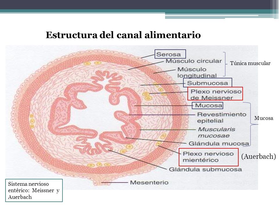 Estructura del canal alimentario Túnica muscular Mucosa (Auerbach) Sistema nervioso entérico: Meissner y Auerbach