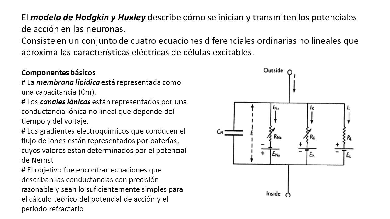 Modelo de Hodking & Huxley del potencial de acción “ UNA DESCRIPCIÓN  CUANTITATIVA DE LA CORRIENTE DE MEMBRANA Y SU APLICACIÓN A LA CONDUCCIÓN Y  EXCITACION. - ppt descargar