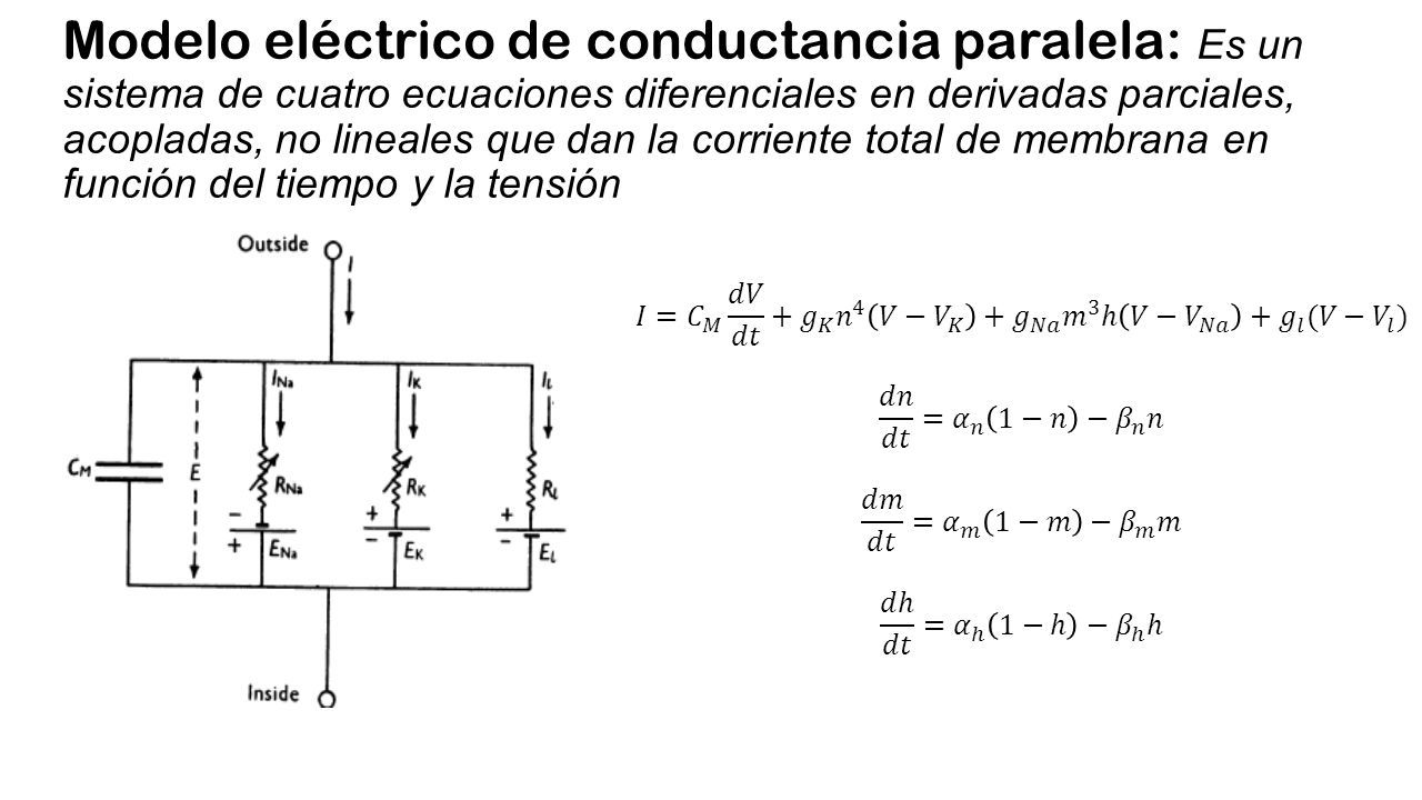 Modelo de Hodking & Huxley del potencial de acción “ UNA DESCRIPCIÓN  CUANTITATIVA DE LA CORRIENTE DE MEMBRANA Y SU APLICACIÓN A LA CONDUCCIÓN Y  EXCITACION. - ppt descargar