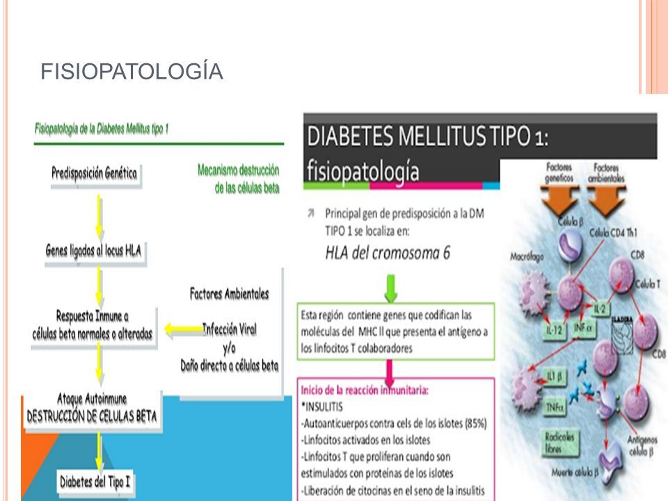 diabetes mellitus tipo 1 fisiopatología archivo ppt diabetes mellitus tipo 1 fisiopatología archivo ppt