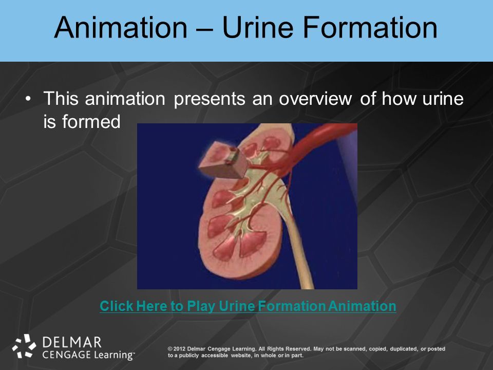 THE URINARY SYSTEM Chapter 18. Introduction Maintains homeostasis –Removes  and restores solutes and fluids Organs –Two kidneys: main filtering organs,  - ppt descargar