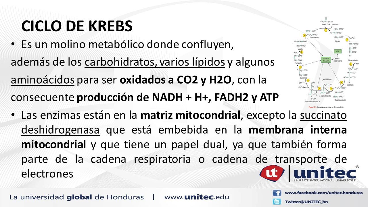 Ciclo De Los ácidos Tricarboxilicos Procesos Biologicos Dra Macky