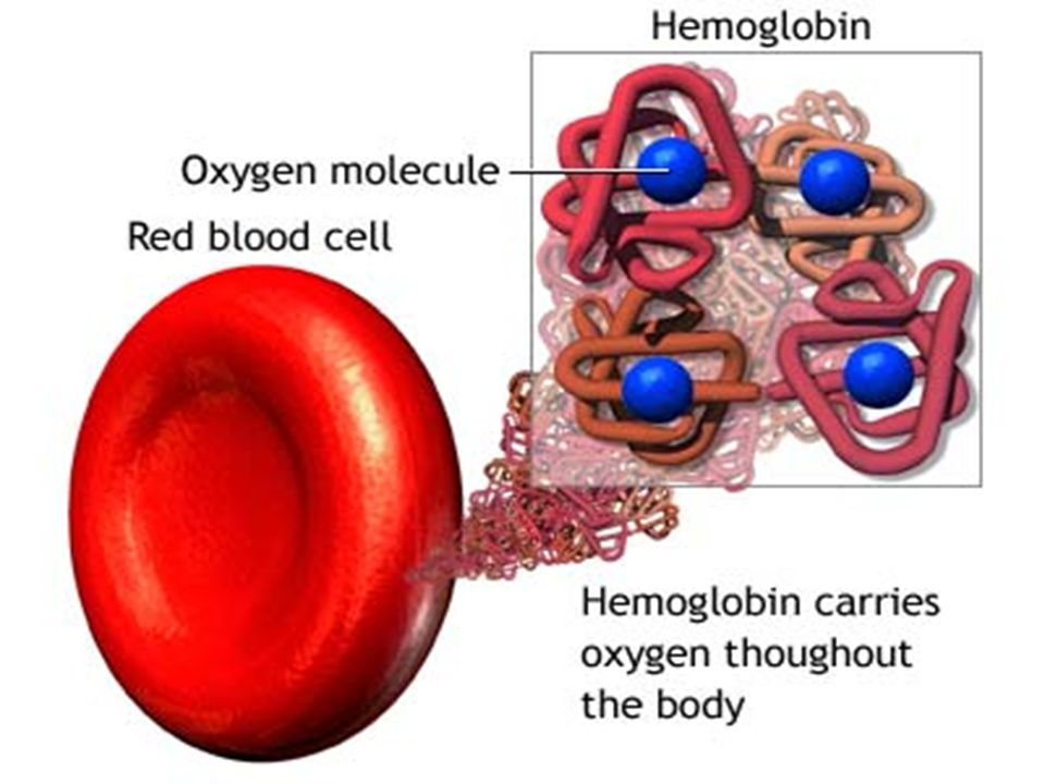 Какое соединение молекулы гемоглобина с кислородом. Строение эритроцита и гемоглобина. Структура эритроцита и гемоглобина. Гемоглобин и оксигемоглобин. Гемоглобин и Эритройит.