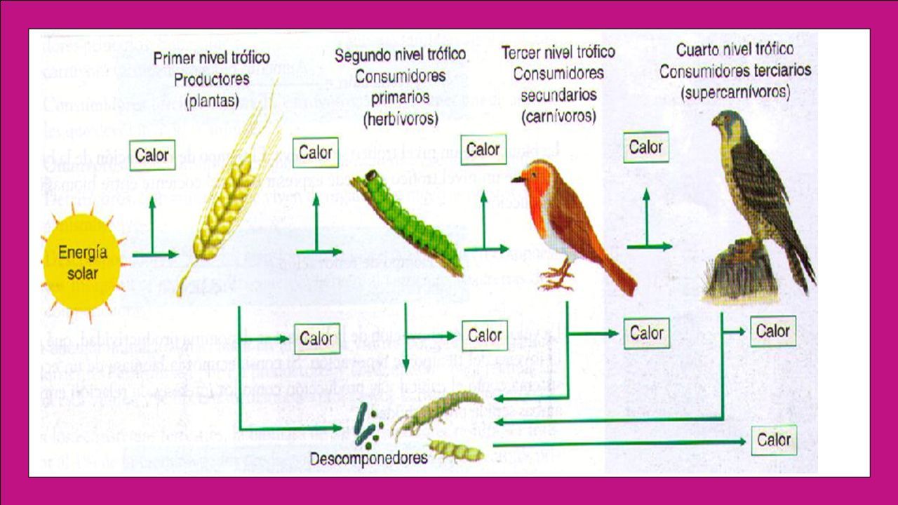 Unidad III: Materia y energía en el ecosistema Profesora Tania Patiño Arce  - ppt descargar