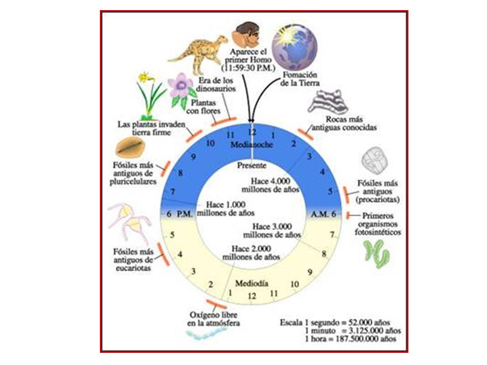 que es evolucion prebiotica wikipedia que es evolucion prebiotica wikipedia